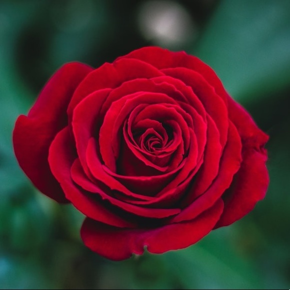 brit_rose_shop